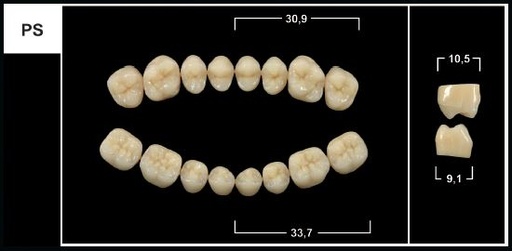 [GBPS-A2L] PS A2 LOWER POSTERIOR TRIBOS TEETH