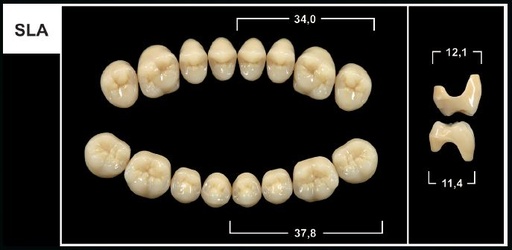 [GBSLA-B2U] SLA B2 UPPER POSTERIOR TRIBOS TEETH