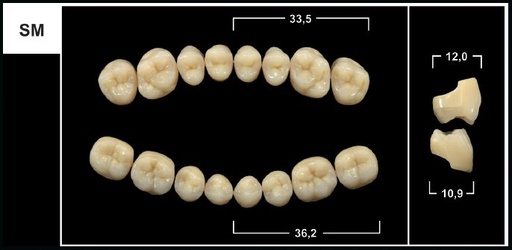 [GBSM-A35U] SM A3.5 UPPER POSTERIOR TRIBOS TEETH