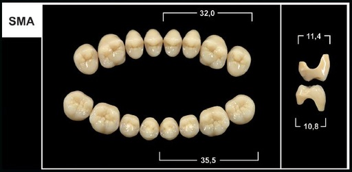 [GBSMA-C2U] SMA C2 UPPER POSTERIOR TRIBOS TEETH