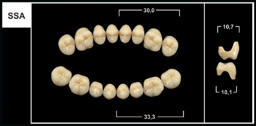 [GBSSA-A1U] SSA A1 UPPER POSTERIOR TRIBOS TEETH