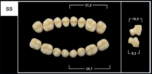 [GBSS-B2U] SS B2 UPPER POSTERIOR TRIBOS TEETH