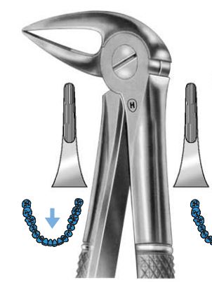 [HMHSA06333] EXTRACTION FORCEPS LOWER ROOTS 33M