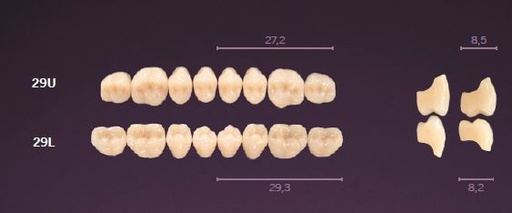 [MO29LA3] 29-A3 MONDIAL TEETH LOWER POSTERIOR