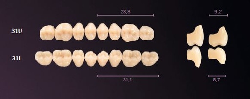 [MO31LA2] 31-A2 MONDIAL TEETH LOWER POSTERIOR