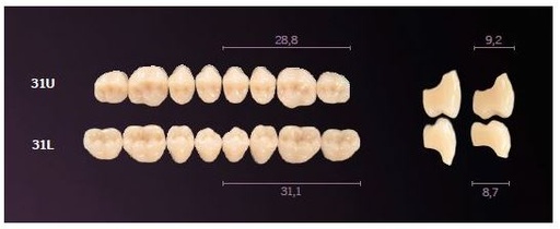 [MO31UBL2] 31-BL2 MONDIAL TEETH UPPER POSTERIOR