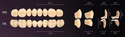 [MOI33UD3] 33-D3 IDEALIS TEETH UPPER POSTERIOR