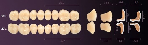 [MOI37LA3] 37-A3 IDEALIS TEETH LOWER POSTERIOR