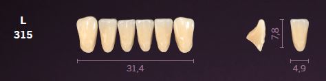 [MOL315D3] L315-D3 MONDIAL TEETH LOWER ANTERIOR