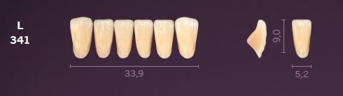 [MOL341B1] L341-B1 MONDIAL TEETH LOWER ANTERIOR