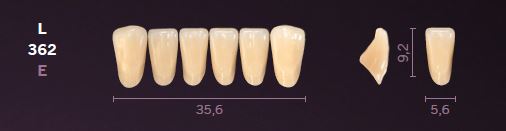 [MOL362D3] L362-D3 MONDIAL TEETH LOWER ANTERIOR
