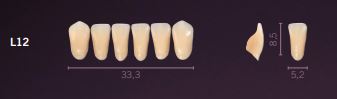 [PRL12-BL2] L12-BL2 PREMIUM TEETH LOWER ANTERIOR