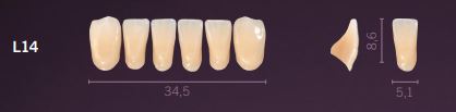 [PRL14-A3] L14-A3 PREMIUM TEETH LOWER ANTERIOR