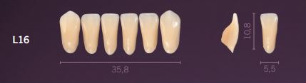 [PRL16-C2] L16-C2 PREMIUM TEETH LOWER ANTERIOR