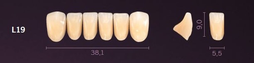[PRL19-A4] L19-A4 PREMIUM TEETH LOWER ANTERIOR