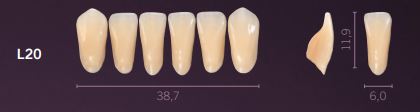 [PRL20-C2] L20-C2 PREMIUM TEETH LOWER ANTERIOR