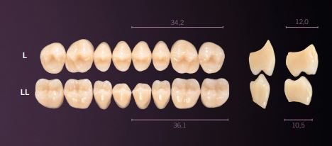 [PRL-C1U] L-C1U PREMIUM TEETH UPPER POSTERIOR
