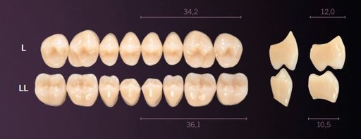 [PRLL-C2L] LL-C2L PREMIUM TEETH LOWER POSTERIOR