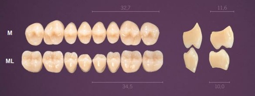 [PRM-B4U] M-B4U PREMIUM TEETH UPPER POSTERIOR