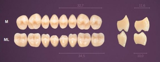 [PRML-A35L] ML-A35L PREMIUM TEETH LOWER POSTERIOR