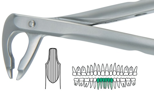 [SAATRAU2] ATRAULUX LOWER ANT FORCEP 2