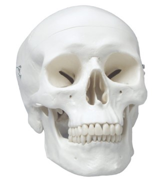 [SASKULLCLASIC] CLASSIC SKULL MODEL WITH DENTAL ANATOMY