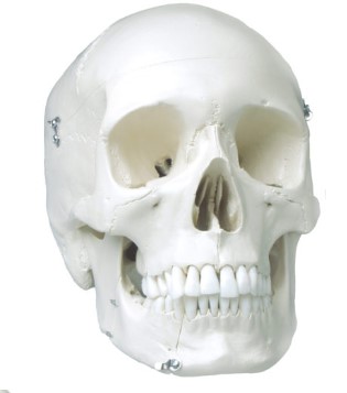 [SASKULLEXTRACTI] SKULL MODEL WITH TEETH FOR EXTRACTION