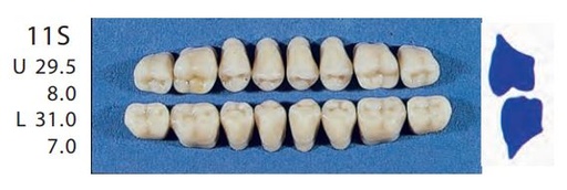 [SE11S-B4U] 11S-B4U  POSTERIOR SENATOR TEETH
