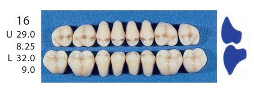 [SE16-A3U] 16-A3U POSTERIOR SENATOR UPPER TEETH