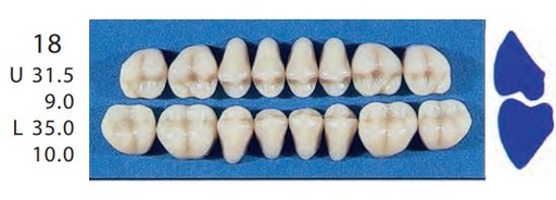 [SE18-A3U] 18-A3U POSTERIOR SENATOR UPPER TEETH