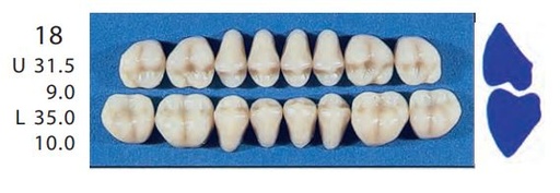 [SE18-C3U] 18-C3U POSTERIOR SENATOR UPPER TEETH