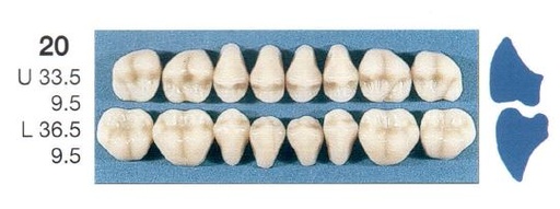 [SE20-A2U] 20-A2U POSTERIOR SENATOR UPPER TEETH