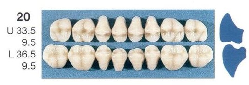 [SE20-A35L] 20-A35L POSTERIOR SENATOR LOWER TEETH