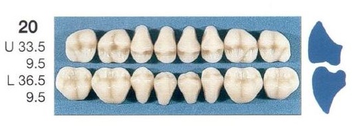 [SE20-A35U] 20-A35U POSTERIOR SENATOR UPPER TEETH