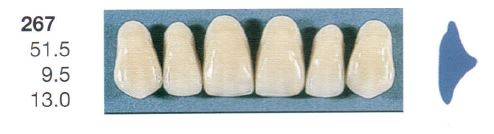 [SE267-C3U] 267-C3U ANTERIOR SENATOR TEETH