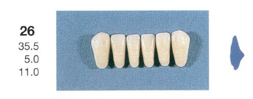 26-B2L ANTERIOR SENATOR TEETH | Oraltec