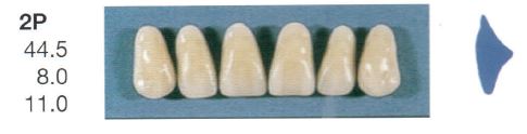[SE2P-A1U] 2P-A1U ANTERIOR SENATOR TEETH