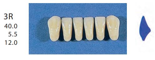 3R-A2L ANTERIOR SENATOR TEETH | Oraltec